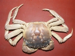 Chinese wolhandkrab
