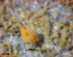 cf. Ampharete acutifrons (Grube, 1860) cf. Ampharete acutifrons (Grube, 1860)