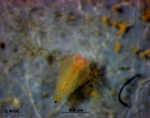 cf. Ampharete acutifrons (Grube, 1860) cf. Ampharete acutifrons (Grube, 1860)