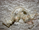 Caprella mutica Schurin, 1935 Caprella mutica Schurin, 1935
