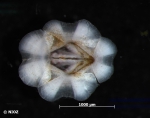 Elminius modestus Darwin, 1854 Elminius modestus Darwin, 1854