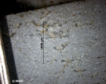 Obelia sp. Péron & Lesueur, 1810 Obelia sp. Péron & Lesueur, 1810