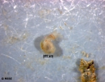 cf. Pygospio elegans Claparède, 1863 cf. Pygospio elegans Claparède, 1863