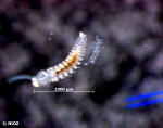 cf. Pygospio elegans Claparède, 1863 cf. Pygospio elegans Claparède, 1863