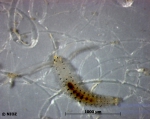 cf. Pygospio elegans Claparède, 1863 cf. Pygospio elegans Claparède, 1863