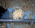 Sagartia cf. elegans (Dalyell, 1848) Sagartia cf. elegans (Dalyell, 1848)
