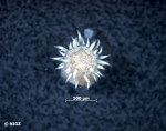 Sagartia cf. elegans (Dalyell, 1848) Sagartia cf. elegans (Dalyell, 1848)