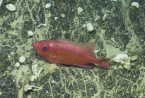 Cookeolus japonicus, 277-349 m Dog Seamount, Caribbean.

Photograph courtesy of Ocean Exploration Trust. Identification from photograph by A. Quattrini et al. For more information see: Quattrini AM, Demopoulos AWJ, Singer R, Roa-Veron A, Chaytor JD (2017). Demersal fish assemblages on seamounts and other rugged features in the northeastern Caribbean. Deep Sea Research Part I: Oceanographic Research Papers 123: 90-104.