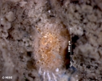Sagartia cf. elegans (Dalyell, 1848) Sagartia cf. elegans (Dalyell, 1848)