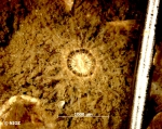 Sagartia cf. elegans (Dalyell, 1848) Sagartia cf. elegans (Dalyell, 1848)