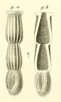 Articulina nitida d'Orbigny in Gu�rin-M�neville, 1832