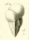 Valvulina triangularis d'Orbigny in Guérin-Méneville, 1832