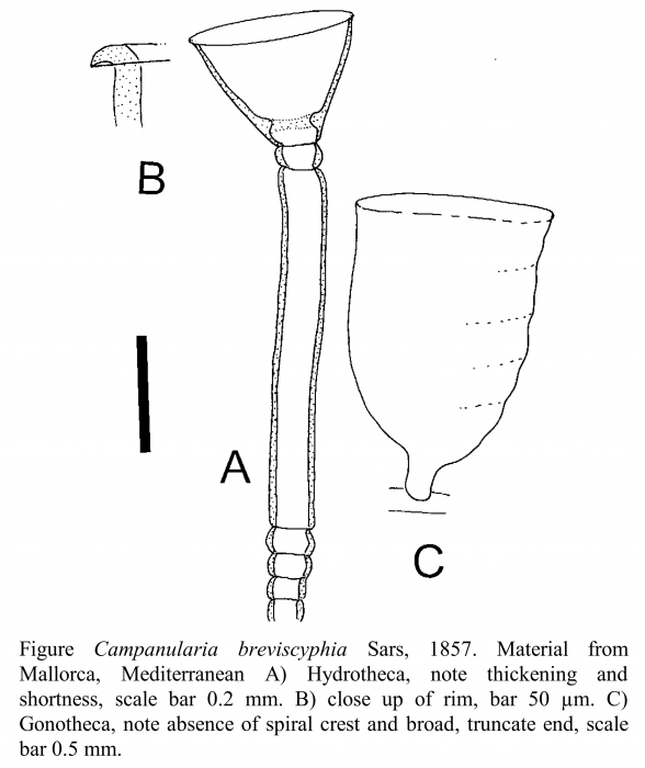 Campanularia breviscyphia Sars, 1857