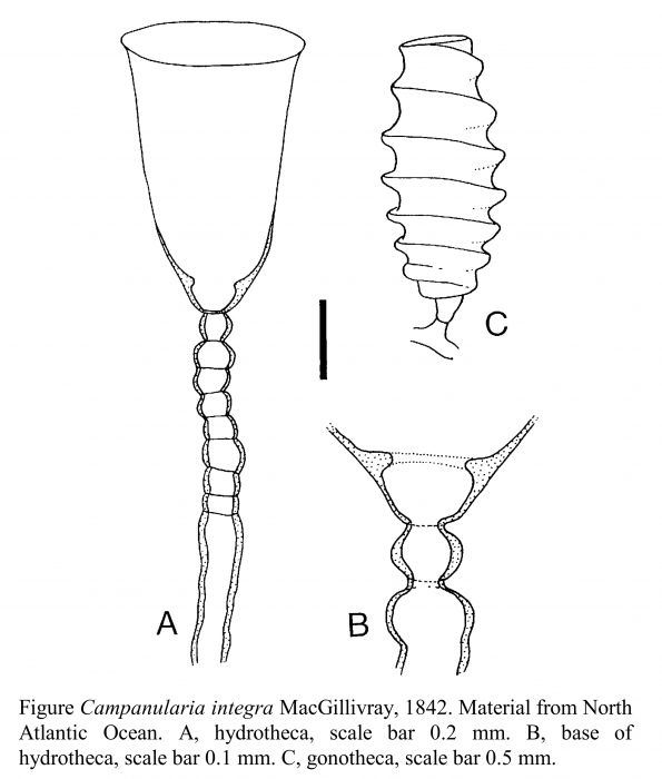 Orthopyxis integra (MacGillivray, 1842)