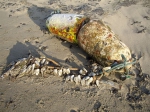 Eendenmossels Eendenmossels