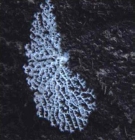 Corallium niobe, 2400 m Gulf of Mexico.

Photograph courtesy of Lophelia II Reefs, Rigs, and Wrecks, BOEM-NOAA-OER. Identification by A. Quattrini. For more information see: Brooks JM, Fisher C, Roberts H, Cordes E, Baums I, Bernard B, Church R, Etnoyer P, German C, Goehring E,  McDonald I, Roberts H, Shank T, Warren D, Welsh S, Wolff G, Weaver D (2015). Exploration and research of northern Gulf of Mexico deepwater natural and artificial hard-bottom habitats with emphasis on coral communities: Reefs, rigs, and wrecks—“Lophelia II” Appendices. U.S. Dept. of the Interior, Bureau of Ocean Energy Management, Gulf of Mexico OCS Region, New Orleans, LA. OCS Study BOEM 2016-022. 711 p.