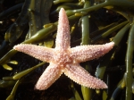 Sea star (Asterias rubens)