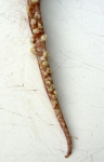Cephalopoda