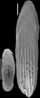 Parafrondicularia antonina (Karrer, 1878) Identified specimen