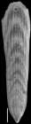 Plectofrondicularia pellucida Finlay, 1939 Paratype