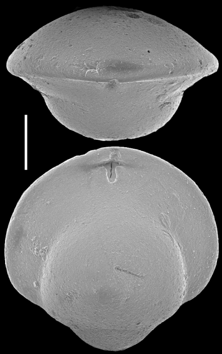 Obesopleurostomella concava (Hermelin, 1991) Identified specimen Obesopleurostomella concava (Hermelin, 1991) Identified specimen