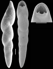 Pleurostomella alternans Schwager, 1866. Identified specimen