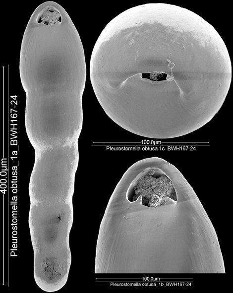 Pleurostomella subnodosa (Reuss, 1851). Identified specimen