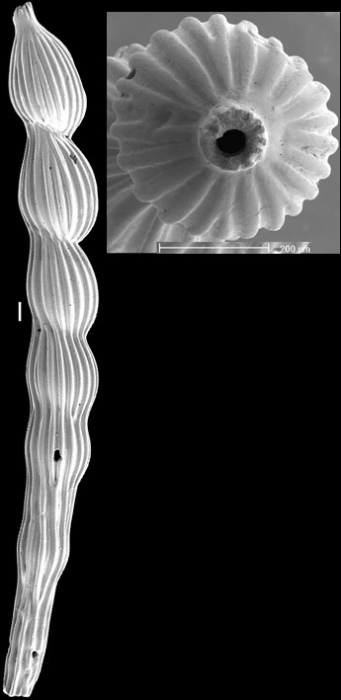 Dentalina mutabilis (Costa, 1855). Identified specimen Dentalina mutabilis (Costa, 1855). Identified specimen