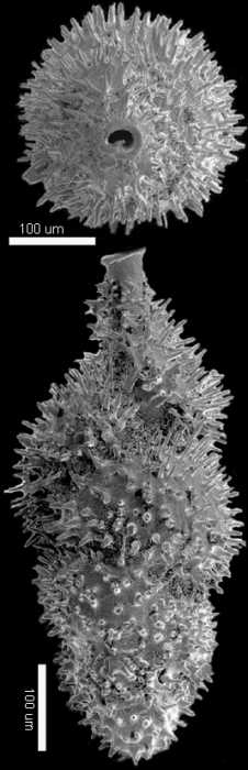 Neouvigerina hispida (Schwager, 1866) Identified specimen