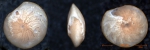 Amphistegina lessonii