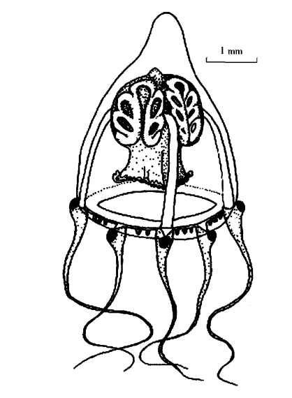 Leuckartiara octonema from Xu et al. (2007a) Leuckartiara octonema from Xu et al. (2007a)