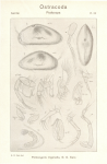 Propontocypris trigonella SENSU Sars_1923_An account of the Crustacea of Norway_Ostracoda_Parts III u IV.png