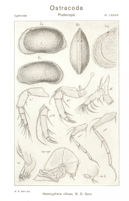 Hemicythere villosa from Sars, 1925_An account of the Crustacea of Norway_Ostracoda_Parts XI u XII