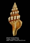 Aptyxis syracusana