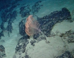 Bathypathes sp., 549 m West Florida Escarpment, Gulf of Mexico.

Photograph courtesy of NOAA-Pelagic Research Services. Identification by D. Wagner.