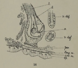 Limnodrilus socialis (penial sheath)