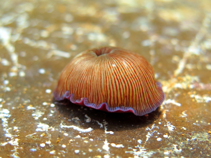 WoRMS - World Register of Marine Species - Photogallery