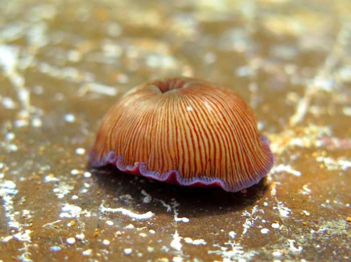 Actinia striata