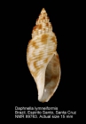 Daphnella lymneiformis