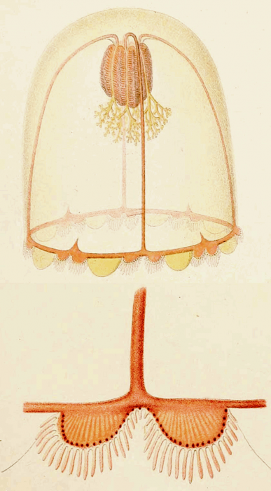 Chiarella centripetalis from Maas (1897) Chiarella centripetalis from Maas (1897)