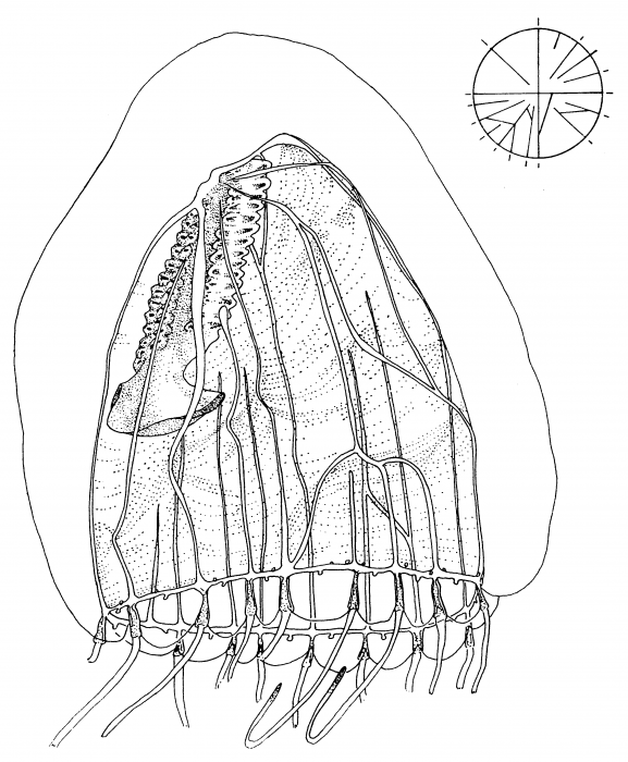 Calycospis lipi from van der Spoel & Bleeker (1988) Calycospis lipi from van der Spoel & Bleeker (1988)