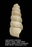 Laeocochlis sinistratus
