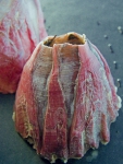 Megabalanus coccopoma Megabalanus coccopoma
