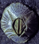 paarsgestreepte zeepok paarsgestreepte zeepok