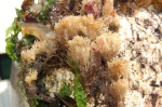 kolonie van Bugula stolonifera kolonie van Bugula stolonifera