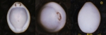 Foraminifera