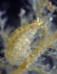 Incisocalliope aestuarius Incisocalliope aestuarius