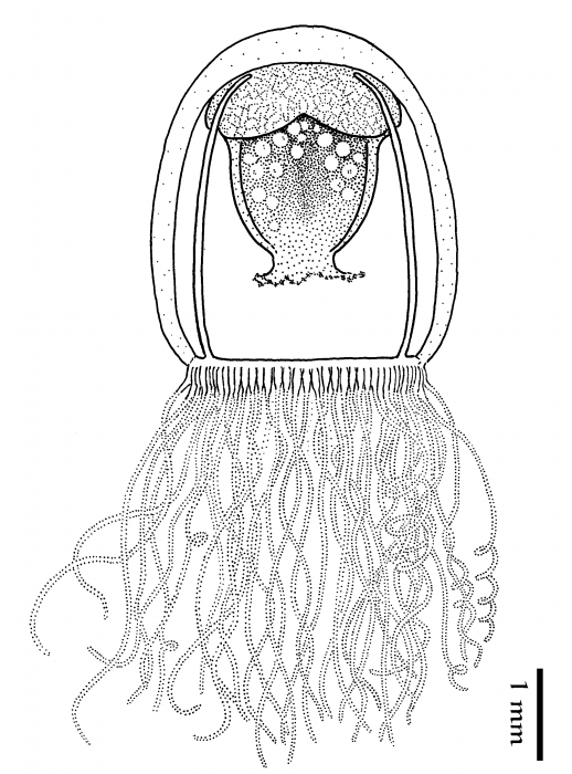Turritopsis polycirrha from Schuchert (2012) Turritopsis polycirrha from Schuchert (2012)