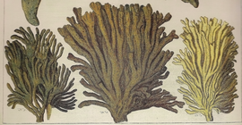 Spongia oculata sensu Pallas, 1766