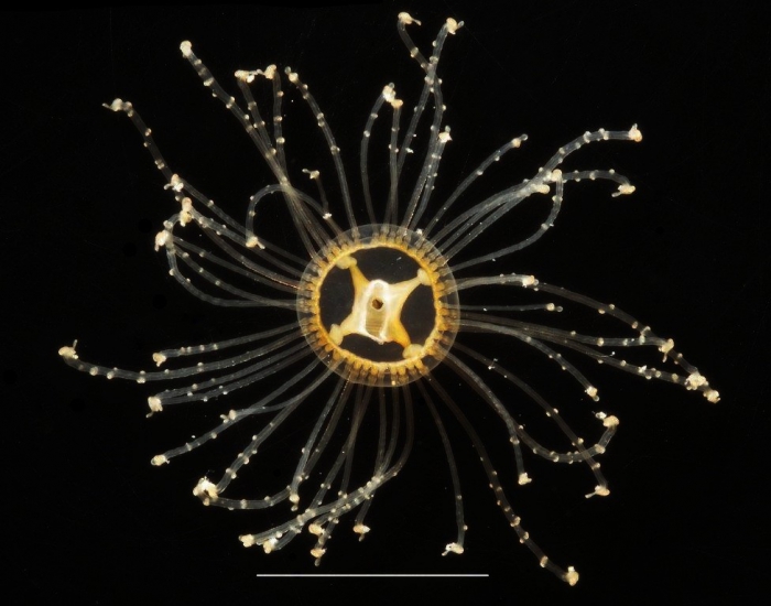 Gonionemu agilis, oral view Gonionemu agilis, oral view